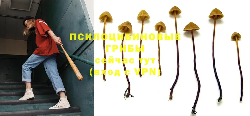 Псилоцибиновые грибы Psilocybe  Соликамск 